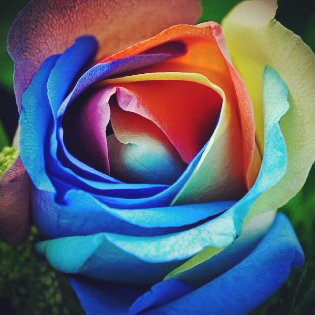 #Flowers #Fiori #Flores #Colores #Colours #Colori #Arcobaleno #Rainbow ...