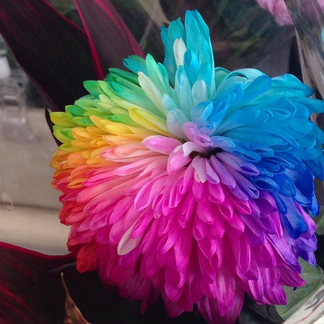 レインボー菊が売ってた 菊 虹色 花 美しい 鮮やか 綺麗 珍しい Chrysanthemum Rainbow Color Flower Beautiful Vivid Unusual Colorful Rainbowgram